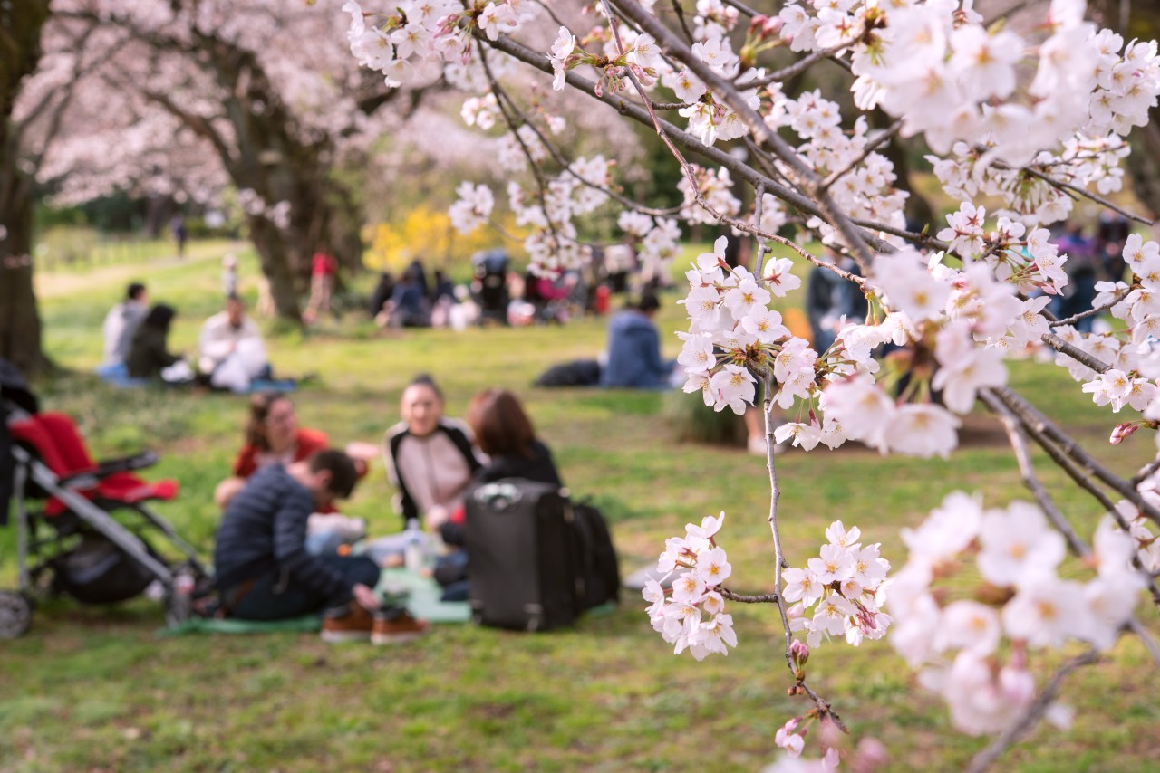 Cuando llega la primavera, los japoneses celebran el Hanami, que se traduce como «contemplar las flores»